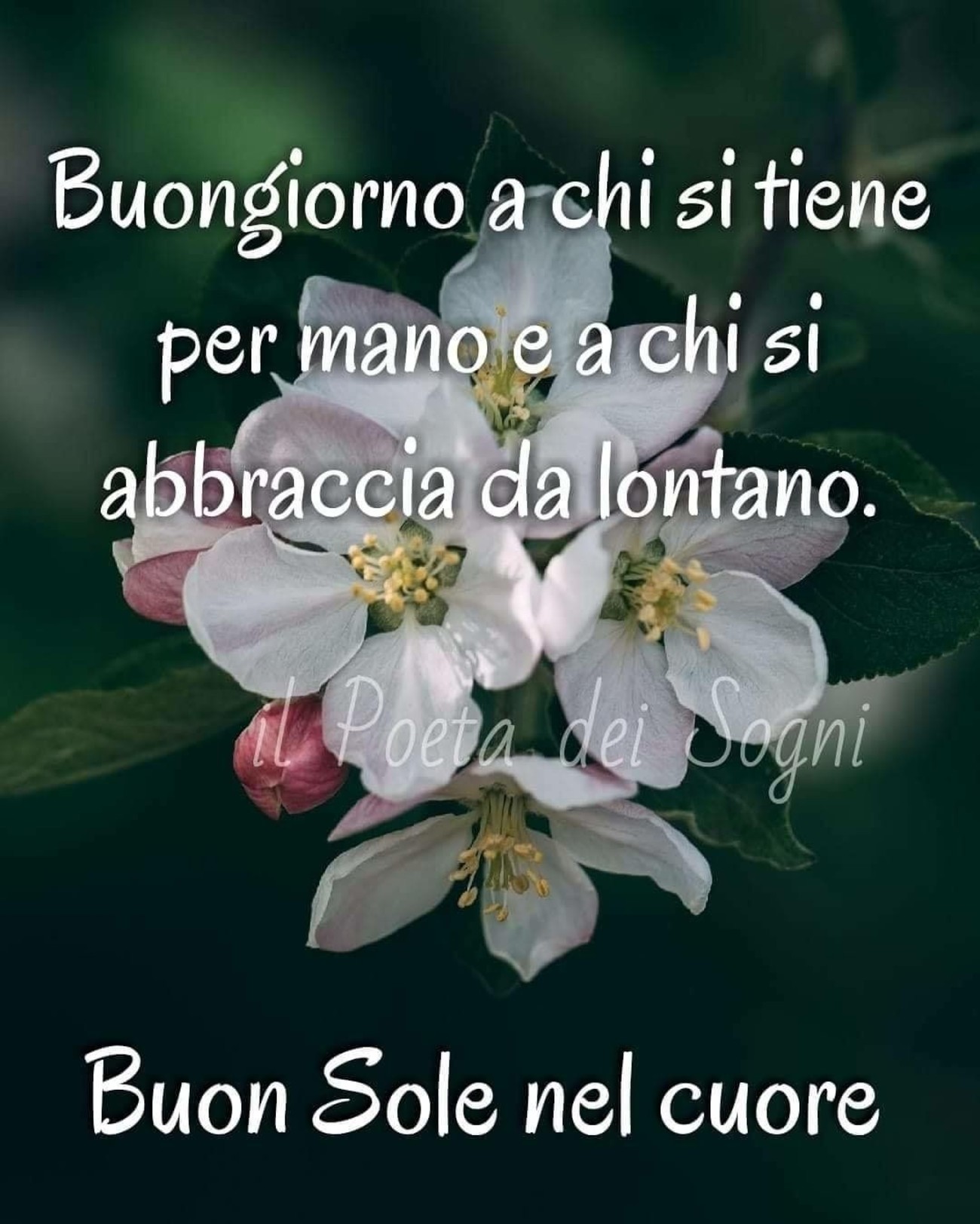 Buongiorno a tutti gli amici 4132