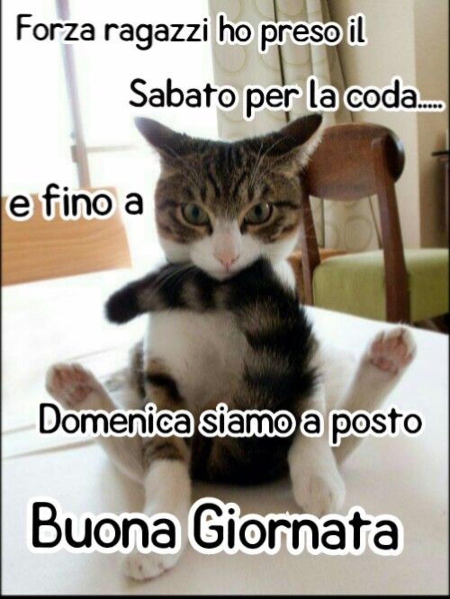 Buongiorno Immagini Buon Sabato Divertente Archives Immaginifacebook It