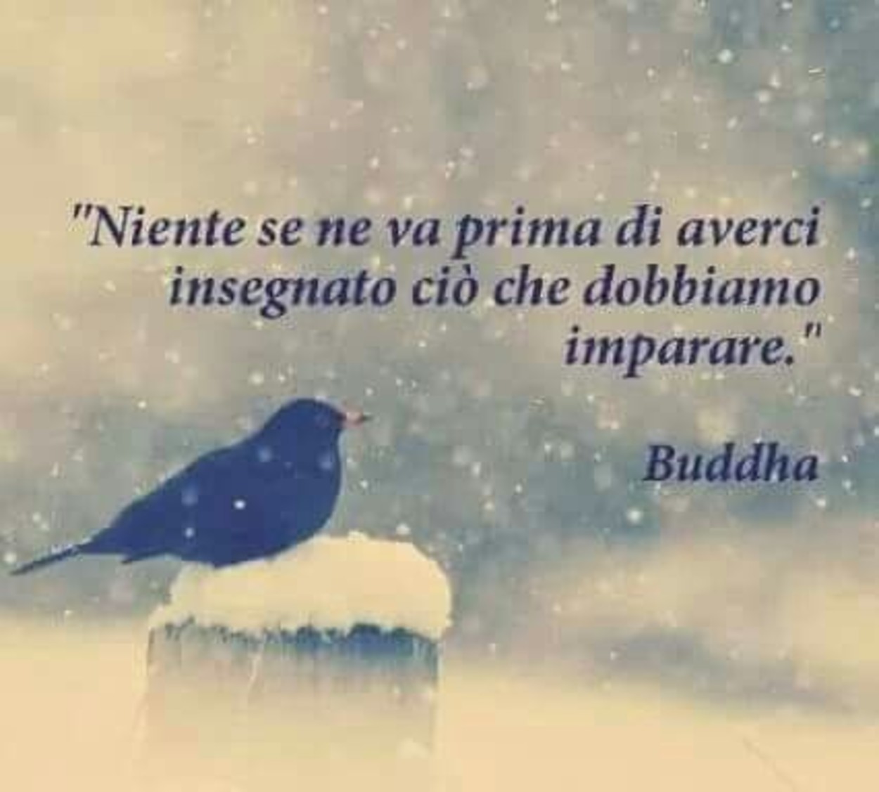 Citazioni Buddha Immaginifacebook It