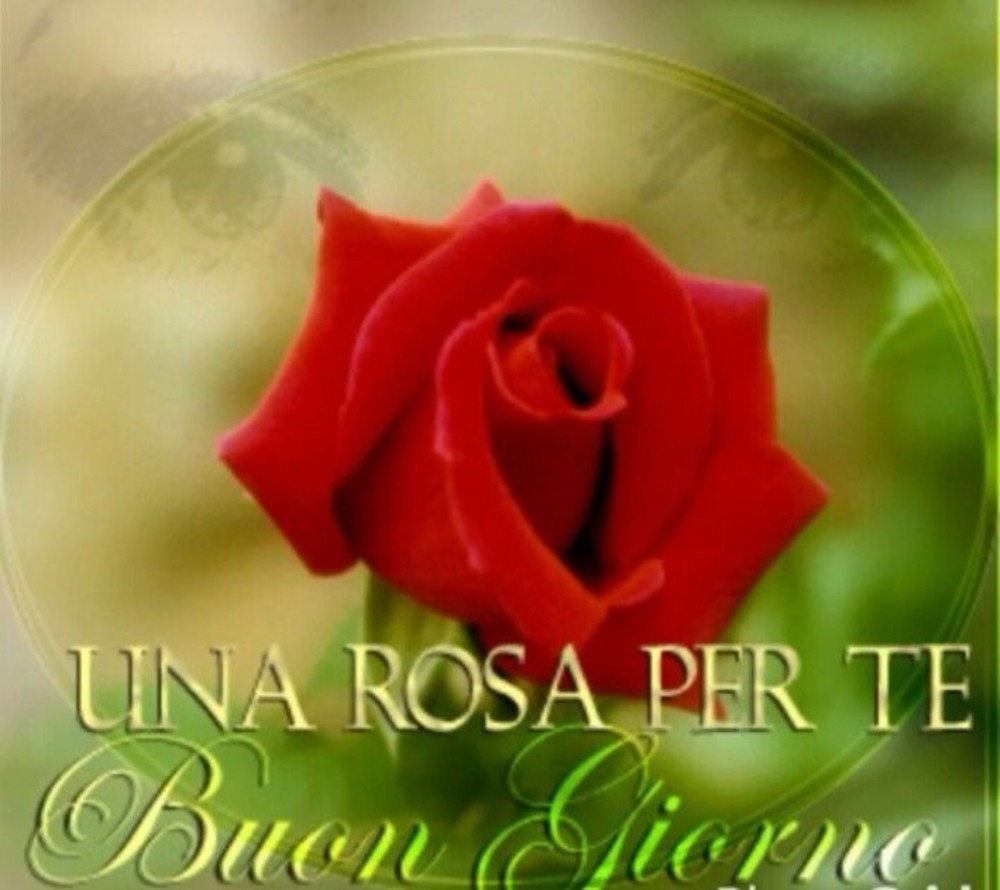 Una rosa per te Buongiorno